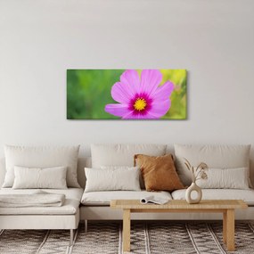 Obraz - lúčna kvetina (120x50 cm)