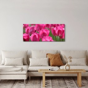 Obraz - Ružové tulipány (120x50 cm)