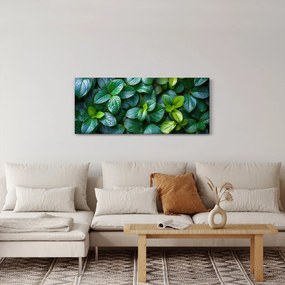 Obraz - Zelené rastliny (120x50 cm)