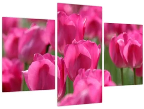 Obraz - Ružové tulipány (90x60 cm)