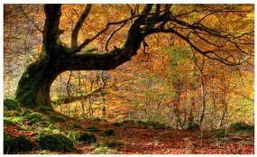 Artgeist Fototapeta - Autumn, forest and leaves Veľkosť: 450x270, Verzia: Standard