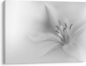 Obraz - Jemná ľalia (70x50 cm)