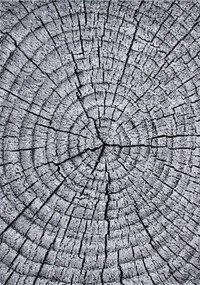 Koberec KOLIBRI 11261/190