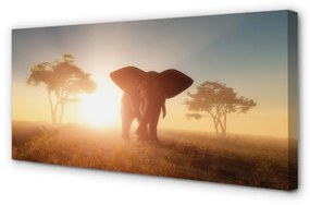 Obraz canvas Sloní strom na východ 120x60 cm