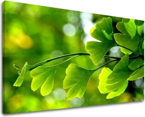 Obraz na stenu RASTLINY RA020E11