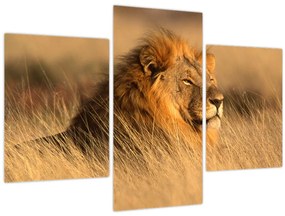 Obraz - Národný park Etosha (90x60 cm)