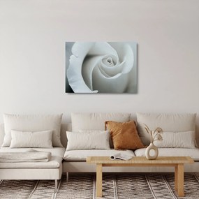 Sklenený obraz - Biela ruža (70x50 cm)