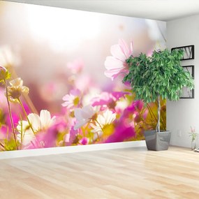 Fototapeta Vliesová Sedmokrásky kvety 104x70 cm