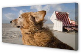 Obraz na plátne Hnedý pes beach 120x60 cm