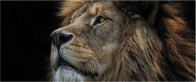 Obraz - Majestátny lev (120x50 cm)