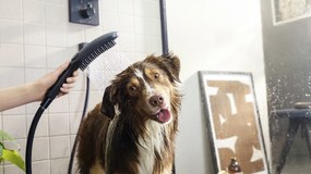 Hansgrohe DogShower, ručná sprcha pre psa, čierna matná, HAN-26640670
