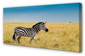 Obraz na plátne Zebra box 140x70 cm