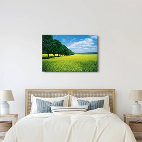 Obraz poľa s alejou (90x60 cm)