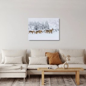 Sklenený obraz - Vlci v horách (70x50 cm)