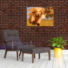Obraz - Zlatý retriever (70x50 cm)