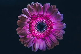 Tapeta purpurová gerbera - 300x200