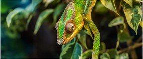 Obraz chameleóna (120x50 cm)