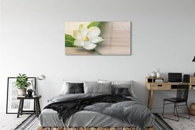 Obraz plexi Biela magnólia 125x50 cm