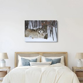 Obraz - Vlci v zime (90x60 cm)
