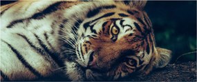 Obraz - Tiger Sibírsky (120x50 cm)