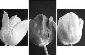 Obraz - Čiernobiele kvety tulipánov (90x60 cm)