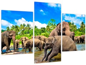 Obraz - Slony, Sri Lanka (90x60 cm)