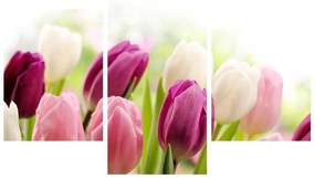 Obraz pučiacich tulipánov (90x60 cm)
