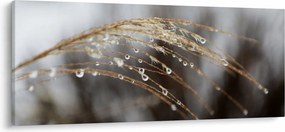 Obraz kvapiek na rastline (120x50 cm)