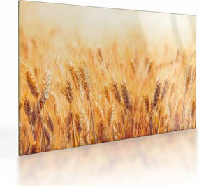 Sklenený obraz - pole s obilím (70x50 cm)