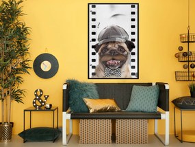 Artgeist Plagát - Pug In Hat [Poster] Veľkosť: 30x45, Verzia: Čierny rám s passe-partout