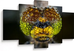 Detailný obraz očí hmyzu (150x105 cm)