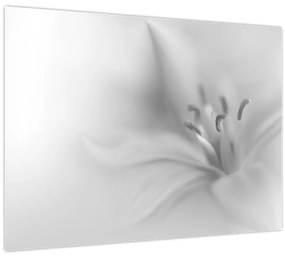 Obraz - Jemná ľalia (70x50 cm)