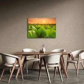Obraz - Pole (70x50 cm)