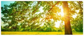 Obraz - Slnečný les (120x50 cm)