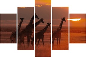 Obraz - Žirafy v africkej savane (150x105 cm)