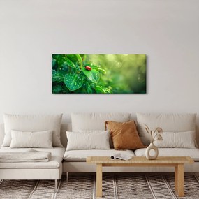 Obraz - Lienka (120x50 cm)