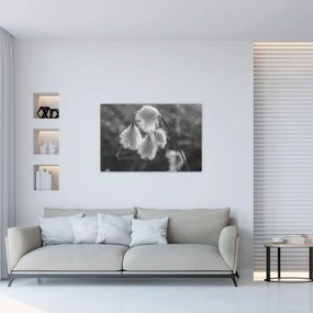 Obraz - Cottongrass (90x60 cm)