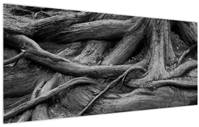 Obraz - Korene stromu (120x50 cm)