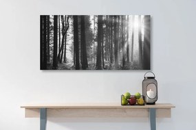 Obraz les zaliaty slnkom v čiernobielom prevedení Varianta: 100x50