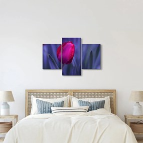 Obraz pupete tulipánu (90x60 cm)
