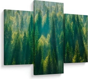 Obraz - Borovicový les (90x60 cm)