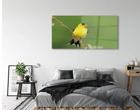 Obraz na akrylátovom skle Žltý papagáj 140x70 cm