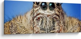 Obraz detailu pavúka (s hodinami) (90x30 cm)