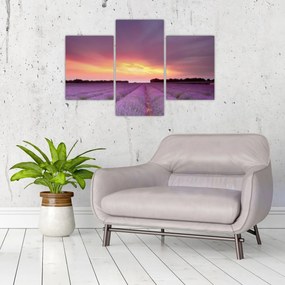 Obraz - Levanduľové pole (90x60 cm)