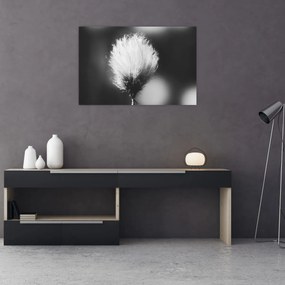 Obraz - Čiernobiely cottongrass (90x60 cm)