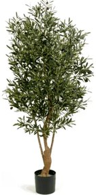Natural twisted olive Tree 150 cm