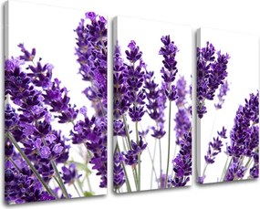 Obraz na stenu 3 dielny KVETY XOBKV128E30 - 60x40 cm