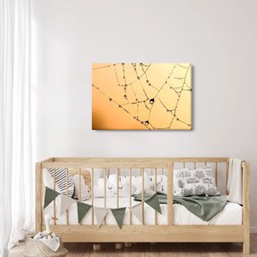 Obraz orosenej pavučiny (90x60 cm)