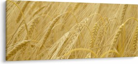 Obraz - Jačmeň (120x50 cm)