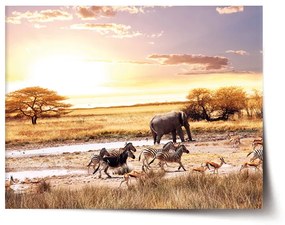 Sablio Plagát Safari - 60x40 cm